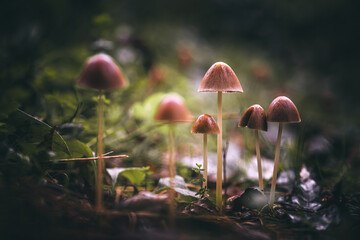 mushroom in the rain