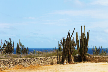 Cactus growing by a stone wall in the desert, Aruba