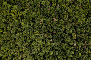 Aerial top down view of green and yellow trees in the forest. Drone shot of a green forest.	