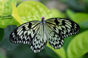butterfly on leaf