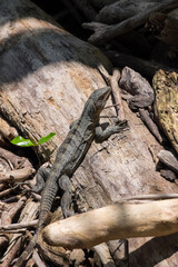 Lagarto entre troncos en la costa del Pacífico de Costa Rica