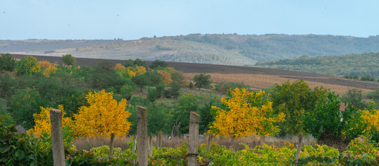 Fototapeta premium landscape beautiful Early autumn countryside September, forest with yellow, green and brown walnut trees nature small village vineyard.