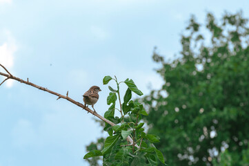Tree House sparrow bird on a branch Passer montanus natural  background fall.