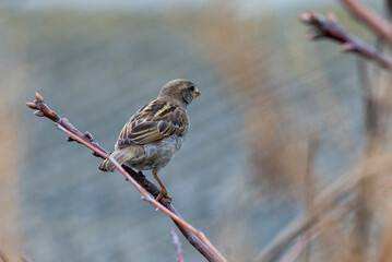 Tree House sparrow bird on a branch Passer montanus natural  background fall.