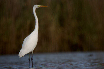great egret white bird