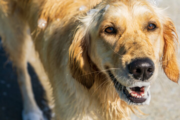 Dogs in Swimming Pool