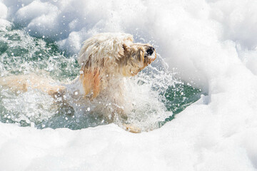 Dogs in Swimming Pool