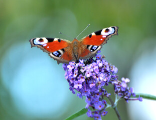 Fototapeta na wymiar Peacock butterfly on a flower