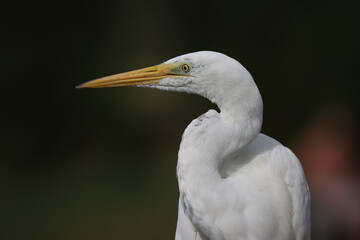 great egret bird