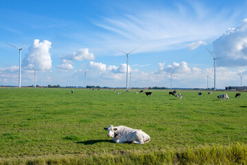 Landschap Flevoland || Landscape Flevoland province, The Netherlands.