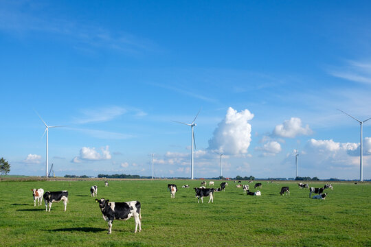 Landschap Flevoland || Landscape Flevoland province, The Netherlands.