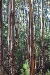 Eucalyptus plantation, trunks and interior of the crop, photographed in the municipality of Oliveira do Bairro, Aveiro, Portugal.