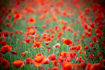 Field of Poppies Illuminated by the Sun at Sunset