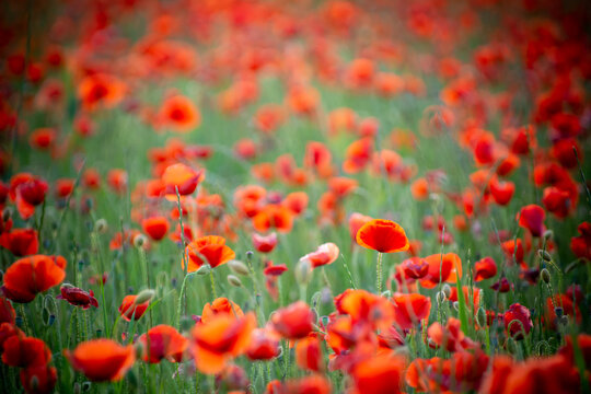 Field of Poppies Illuminated by the Sun at Sunset © daniele russo