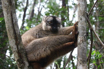 Lemur en Madagascar