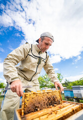 Beekeeping professional farming with wooden frames. Apiculture apiarist in protective uniform.