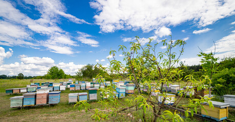 Fototapeta na wymiar Beekeeping landscapes with beehives. Outdoor meadow honey farming.