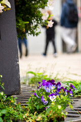 Flowers Kalmar © William