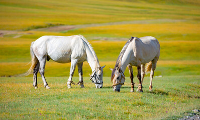 Obraz na płótnie Canvas A herd of horses grazes in a meadow against the backdrop of mountains in summer and spring. Cattle breeding concept, with place for text.