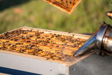 Apiary farming honey. Beekeeping professional beehive wooden frame.
