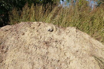 Trockener ockergelber Erdhügel mit Gras vor Himmel bei Sonne am Mittag im Sommer