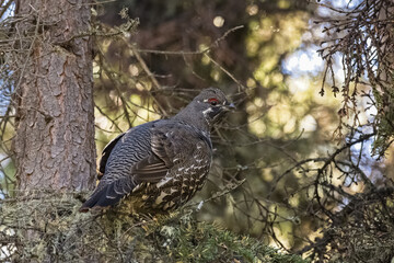 Spruce Grouse, male, Falcipennis canadensis, wild bird in Yukon, Canada
