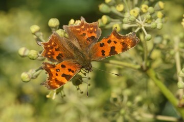 Closeup on a colorful Comma butterfly,Polygonia c- album, with open orange wings on Ivy