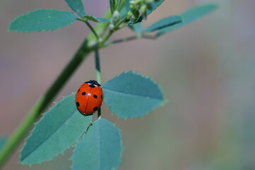Ladybug on a green leaf. Insects in nature.
