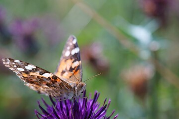 A beautiful butterfly collects nectar from wildflowers.