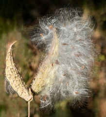 Milkweed Seed Pods in Fall, Boulder County, Colorado