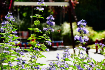 Purple color Kew Blue flower closeup. blurred playground with red swing in the distance with hummingbird hawk-moth. lush foliage. gardening and outdoors concept. summer lights. selective focus
