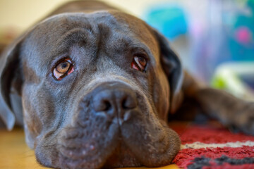 Portrait of a cane corso dog lying on the carpet in the house