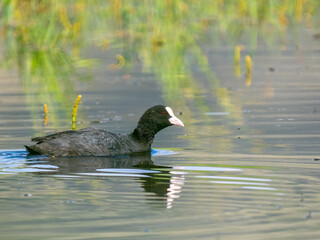 Eurasian coot - Fulica atra