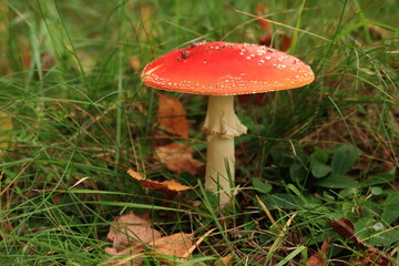 Red fly agaric. Poisonous mushroom growing in the forest.
Muchomor czerwony.Trujący grzyb rosnący w lesie. - obrazy, fototapety, plakaty