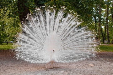 White peacock showed his beauty in the city park