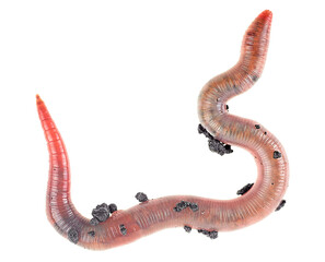 Earthworm isolated on a white background, top view.