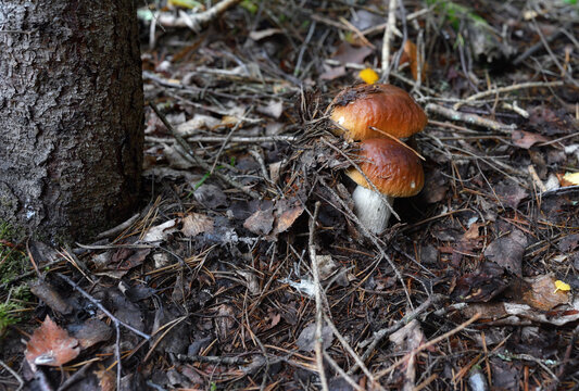 Two simatic porcini mushrooms hid under the needles. Walk in the forest for mushrooms.