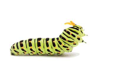 Swallowtail caterpillar white background - obrazy, fototapety, plakaty
