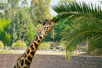 Obraz premium Giraffe eating palm leaves with tongue out and grabbing a tree branch taking the leaves off in zoo