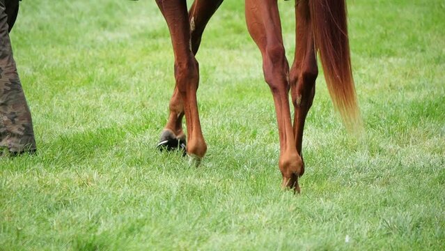 Horse hooves shod with new horseshoes in the grass. Recorded in slow motion.