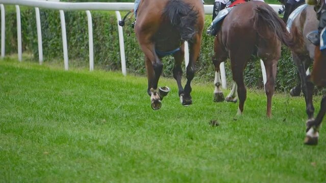 Horse racing, hooves scatter grass during the race. Recorded in slow motion.