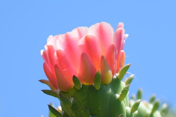 Cactus fiorito