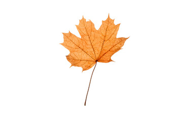 Colourful autumn leaves close-up on transparent background. 