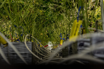 Cannabis Marijuana Grow