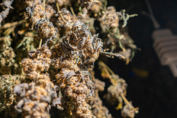 Cannabis Marijuana Grow