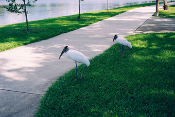 Lake zephyr in Zephyrhills town of Florida. Zephyrhills is a city in Pasco County, Florida, United States.	
