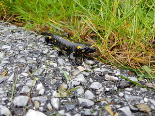 Feuersalamander (Salamandra salamandra)