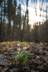 Leucojum vernum, white alone plant at early spring in a brown forest with sun rays in the background, brown leaves at ground