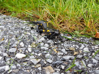 Regen: Feuersalamander auf einer Straße