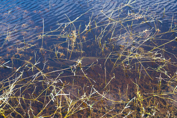 A beautiful  community pond or lake